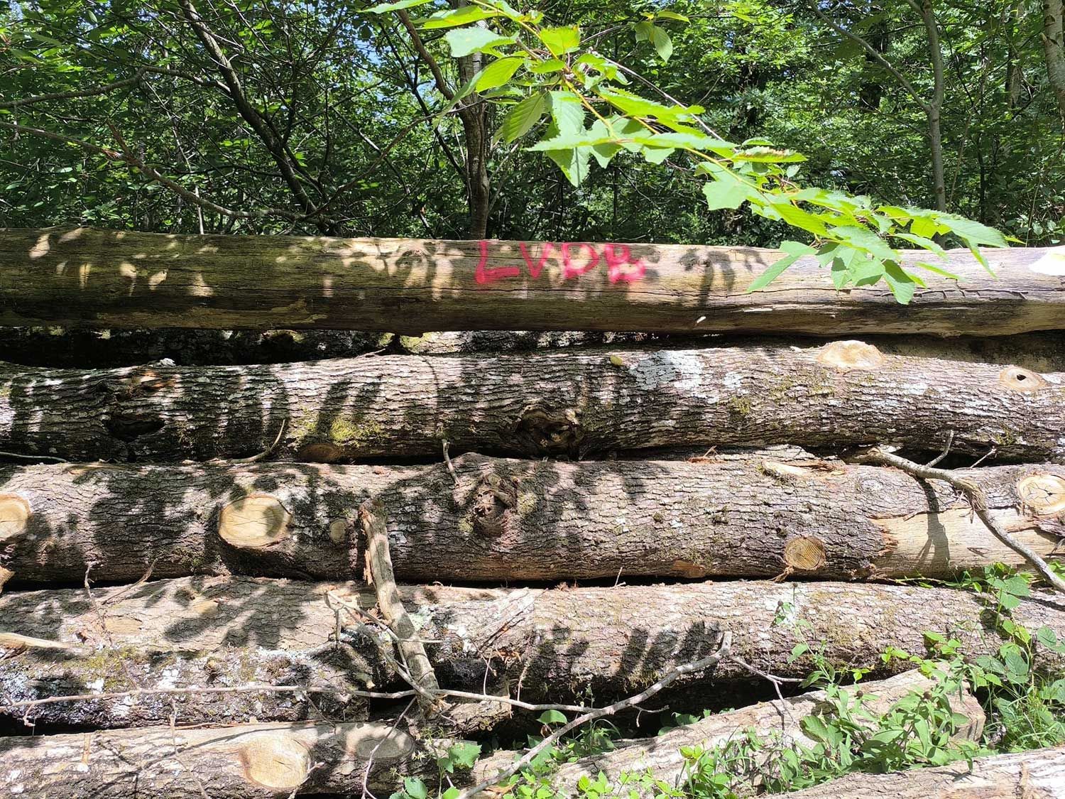 Forêt en cours d'exploitation