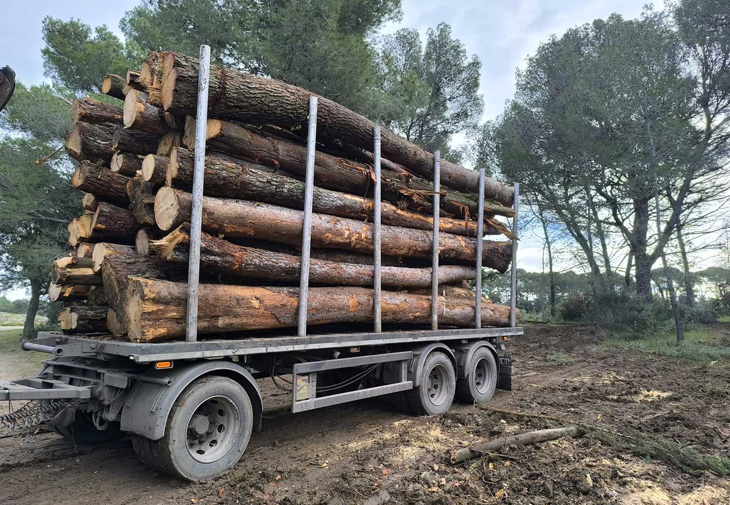Débardage en milieu forestier sur remorque