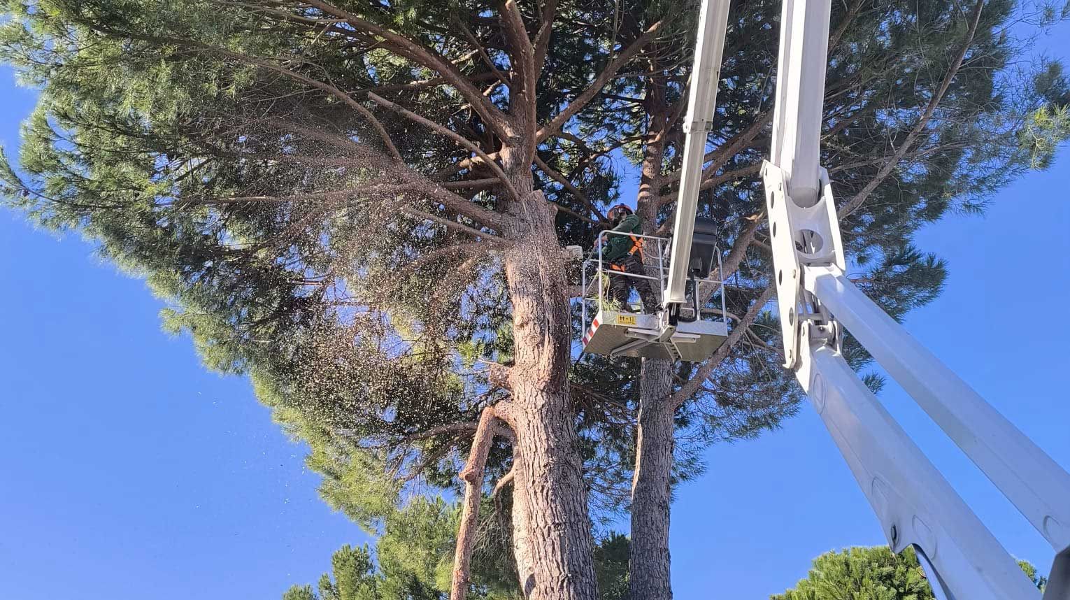Élagage d'un pin à l'aide d'une grue