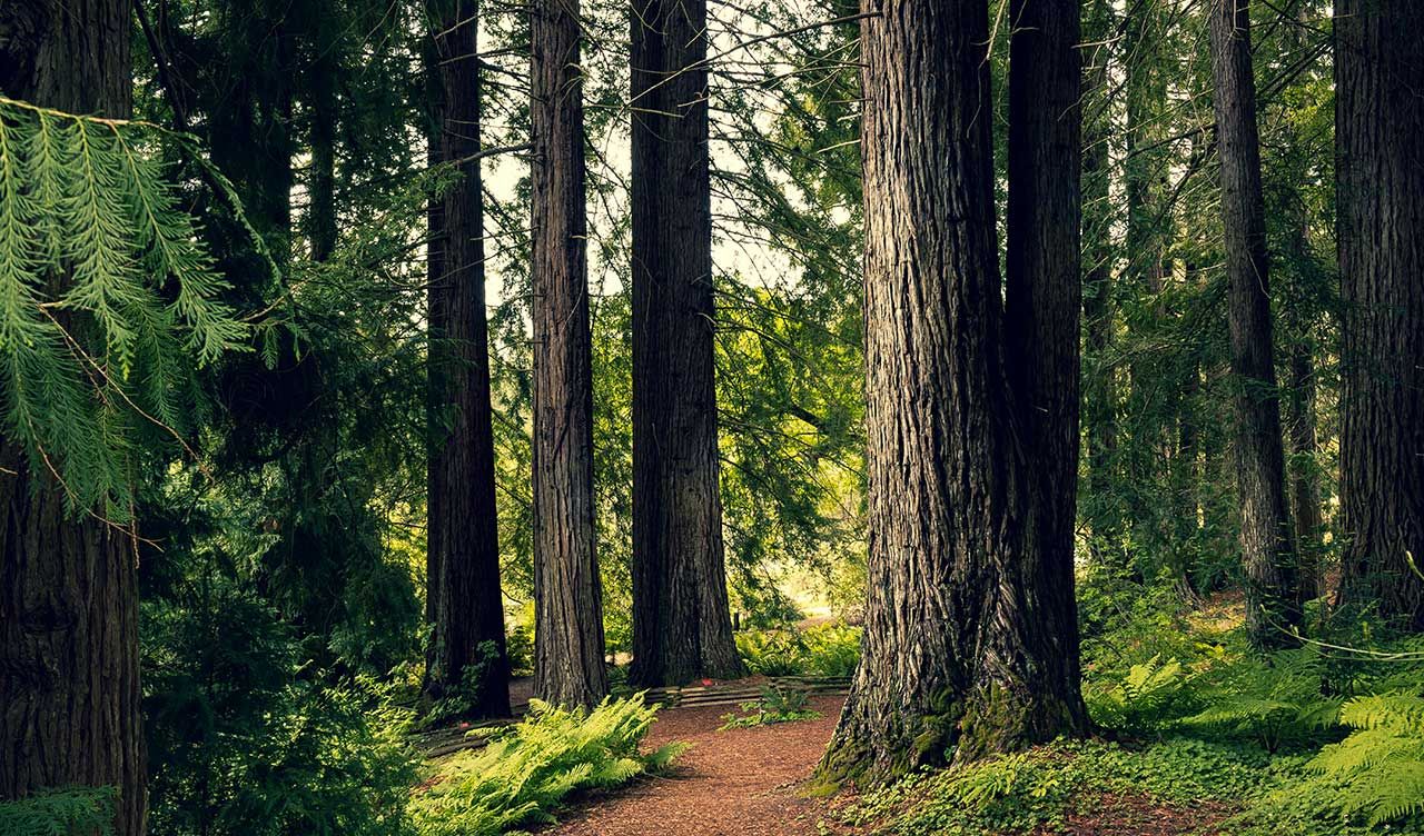 Une forêt de chênes